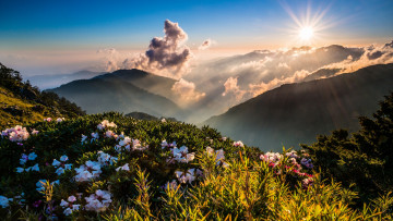 Картинка природа восходы закаты цветение горы дымка цветы пейзаж лучи облака вид солнце кусты рододендроны склон утро холмы весна небо зелень высота
