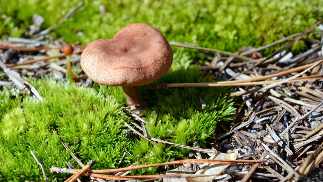 Обои картинки фото природа, грибы, иголки, гриб, мох