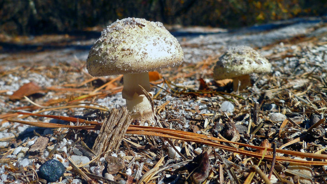 Обои картинки фото природа, грибы, поганка