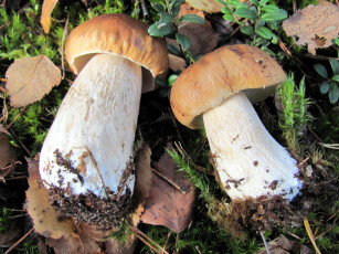 Картинка еда грибы +грибные+блюда лесные боровики дуэт