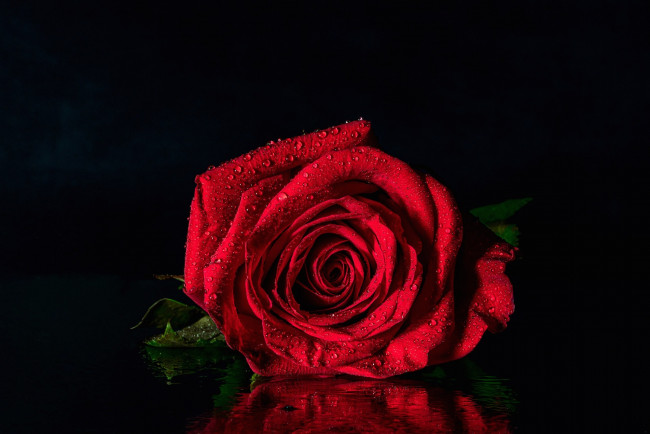 Обои картинки фото цветы, розы, красная, роза, отражение, капли