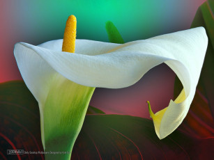 Картинка цветы каллы