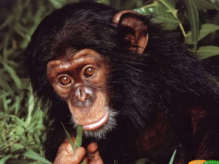 Картинка дума животные обезьяны