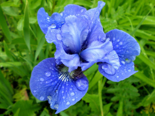Картинка цветы ирисы синий капли