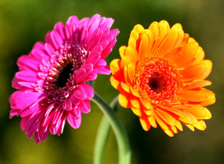 Картинка цветы герберы двое оранжевый розовый