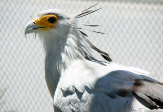 Картинка птица секретарь животные птицы хищники белый хохолок