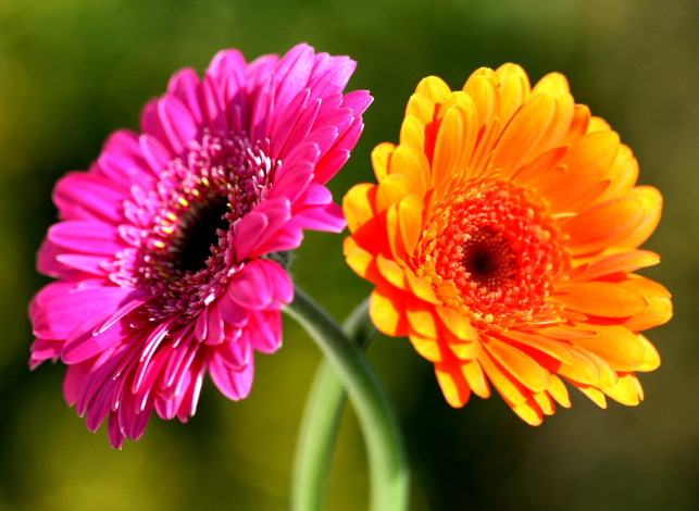 Обои картинки фото цветы, герберы, двое, оранжевый, розовый