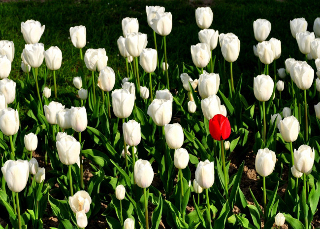 Обои картинки фото цветы, тюльпаны, белый, красный, много