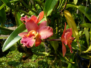 Картинка цветы орхидеи орхидея оранжерея