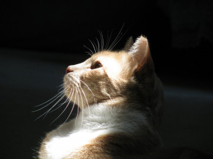 Картинка животные коты профиль усы