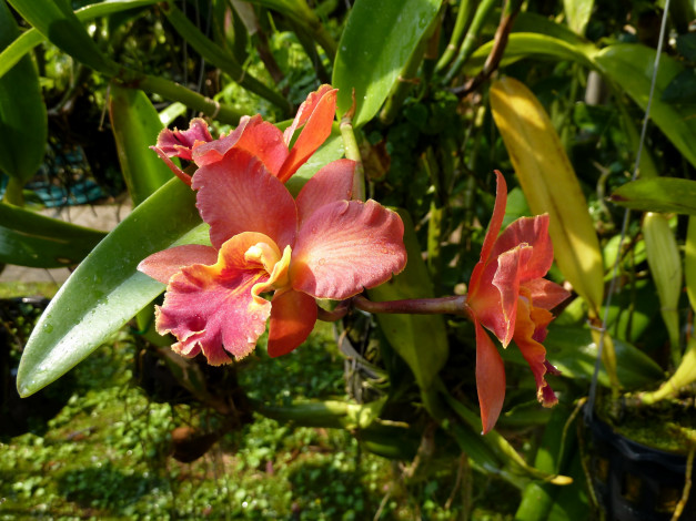 Обои картинки фото цветы, орхидеи, орхидея, оранжерея