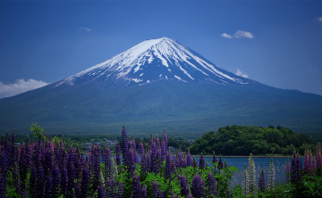 Картинка природа горы фудзияма люпин