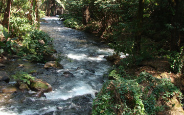 Картинка природа реки озера трава камни лес река поток