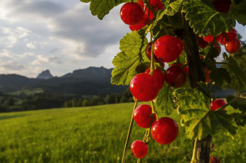 Картинка природа Ягоды ягоды куст красная смородина