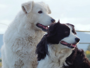 Картинка животные собаки бордер-колли друзья-товарищи портрет