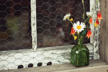 Картинка цветы букеты +композиции букетик полевые ромашки окно пузырёк