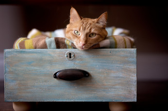 Картинка животные коты кошка кот ящик