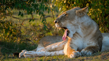 Картинка животные львы лев львица пасть язык
