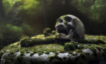 Картинка разное кости +рентген мох кладбище памятник плита череп