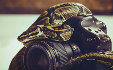 обоя бренды, nikon, змея, фотоаппарат, объектив