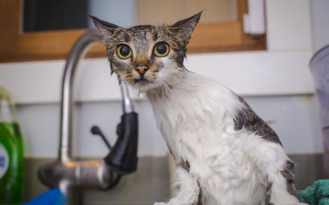 Картинка животные коты кот душ мокрый