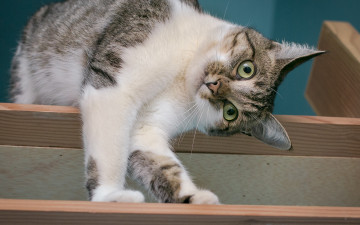 Картинка животные коты мордочка кошка полка взгляд