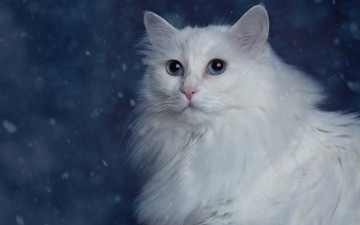 Картинка животные коты пушистая кошка портрет белая ангорка турецкая ангора