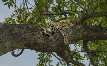 Картинка животные леопарды отдых релакс леопард на дереве дерево