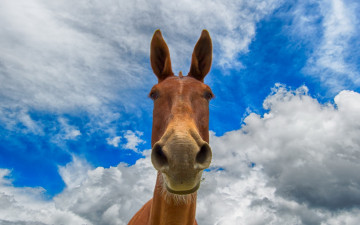 Картинка животные лошади небо морда конь