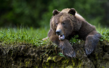Картинка животные медведи медведь лапы зверь топтыгин когти