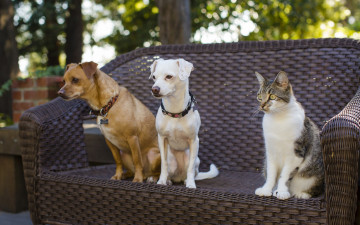 Картинка животные разные+вместе друзья троица кошка кот собаки