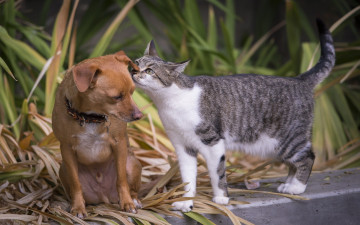 Картинка животные разные+вместе на ушко последние новости кошка собака
