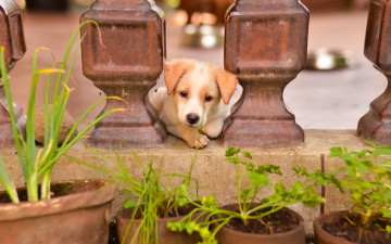 Картинка животные собаки взгляд собака растения горшки друг петрушка лук