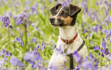 Картинка животные собаки луг ошейник колокольчики портрет цветы собака