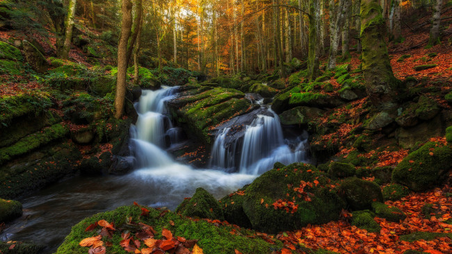 Обои картинки фото природа, водопады, ручей, листва, деревья, лес, мох, камни, вода, потоки, осень, овернь, регион, франция