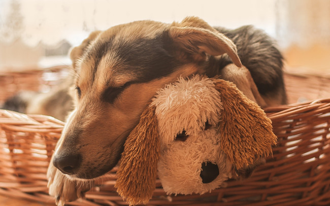 Обои картинки фото животные, собаки, игрушка, морда, сон, спящая, собака