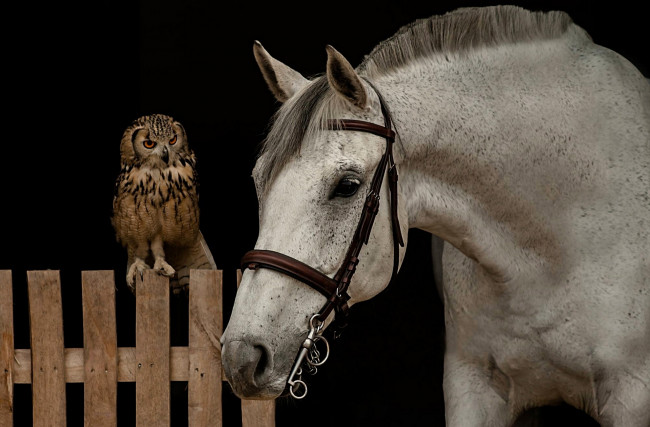 Обои картинки фото животные, разные вместе, птица, сова, морда, конь, лошадь