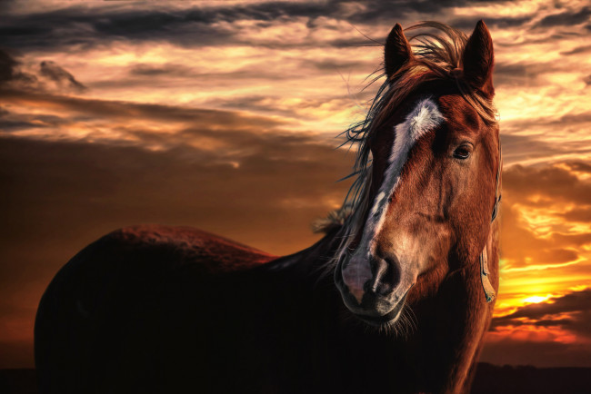 Обои картинки фото животные, лошади, лошадь, закат, портрет