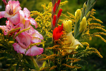 Картинка цветы гладиолусы желтый красный розовый бутоны