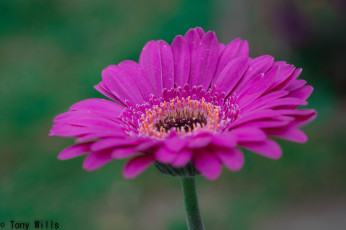 Картинка цветы герберы гербера розовая лепестки капли цветение
