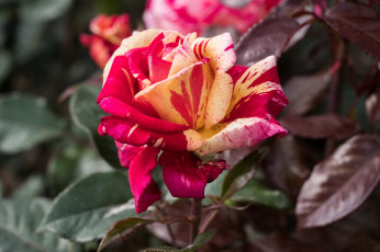 Картинка цветы розы цветение лепестки розовая бутон роза