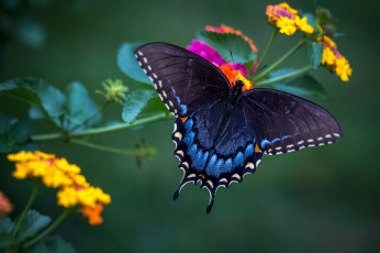 Картинка животные бабочки +мотыльки +моли бабочка красавица лантана крылья