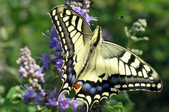 Картинка животные бабочки +мотыльки +моли бабочка узор крылья махаон