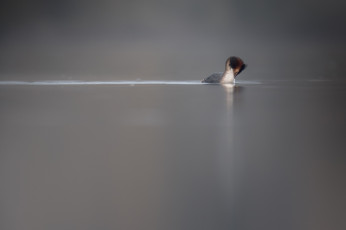 Картинка животные Чомги+ поганки вода птица чомга