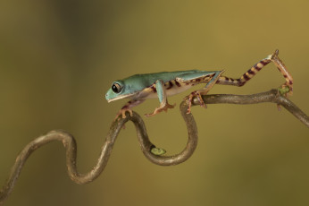 Картинка животные лягушки frog цветок лягушка flower