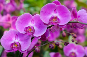 Картинка цветы орхидеи orchids flowers цветение flowering