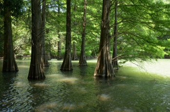 Картинка природа реки озера деревья вода
