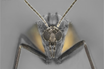 Картинка животные насекомые макро