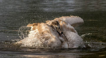 Картинка животные лебеди вода птица перья лебедь