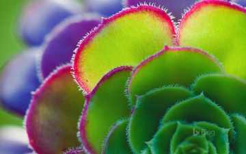 Картинка цветы эониум цветок лепестки растение